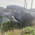 四川耙耙柑大量上市价格美丽，大中小果都有，源头量大可谈