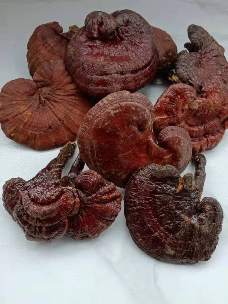 野生赤灵芝
