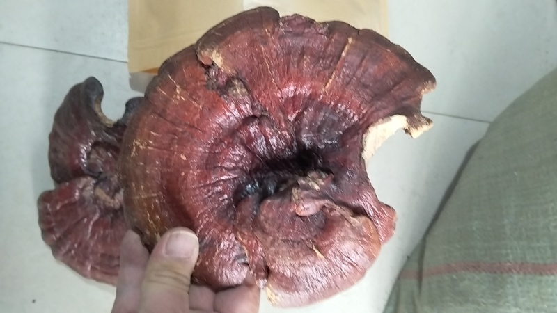 野生赤灵芝