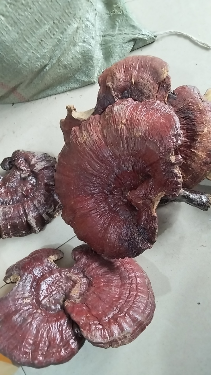 野生赤灵芝