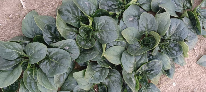 【热门】山东单县大叶菠菜菠菜大量有货全国可发