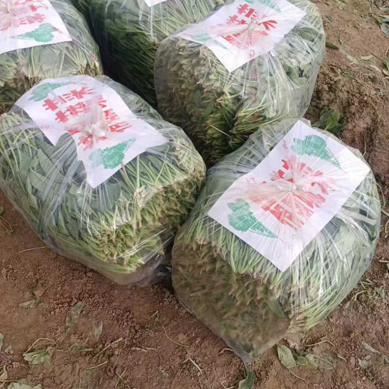 【热门】山东单县大叶菠菜菠菜大量有货全国可发