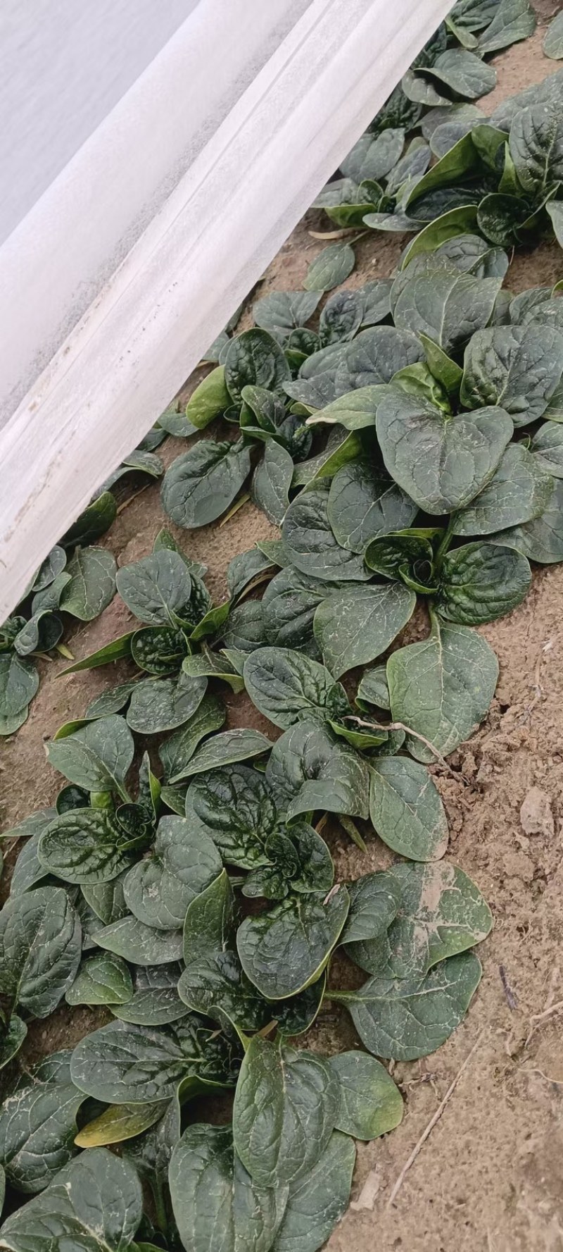 【热门】山东单县大叶菠菜菠菜大量有货全国可发