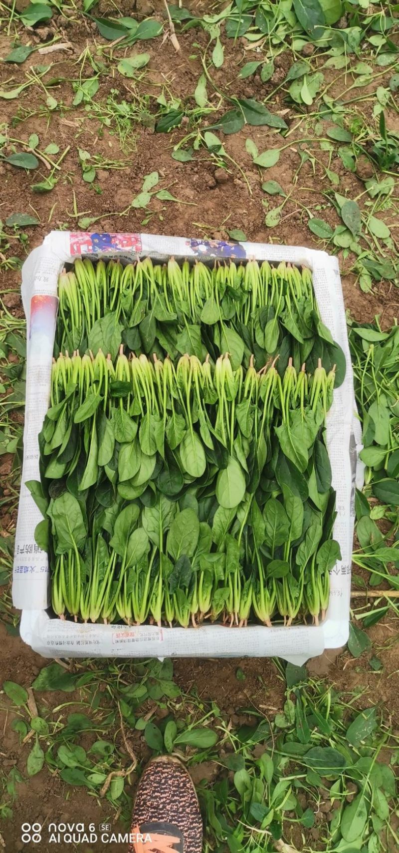 【热门】山东单县大叶菠菜菠菜大量有货全国可发