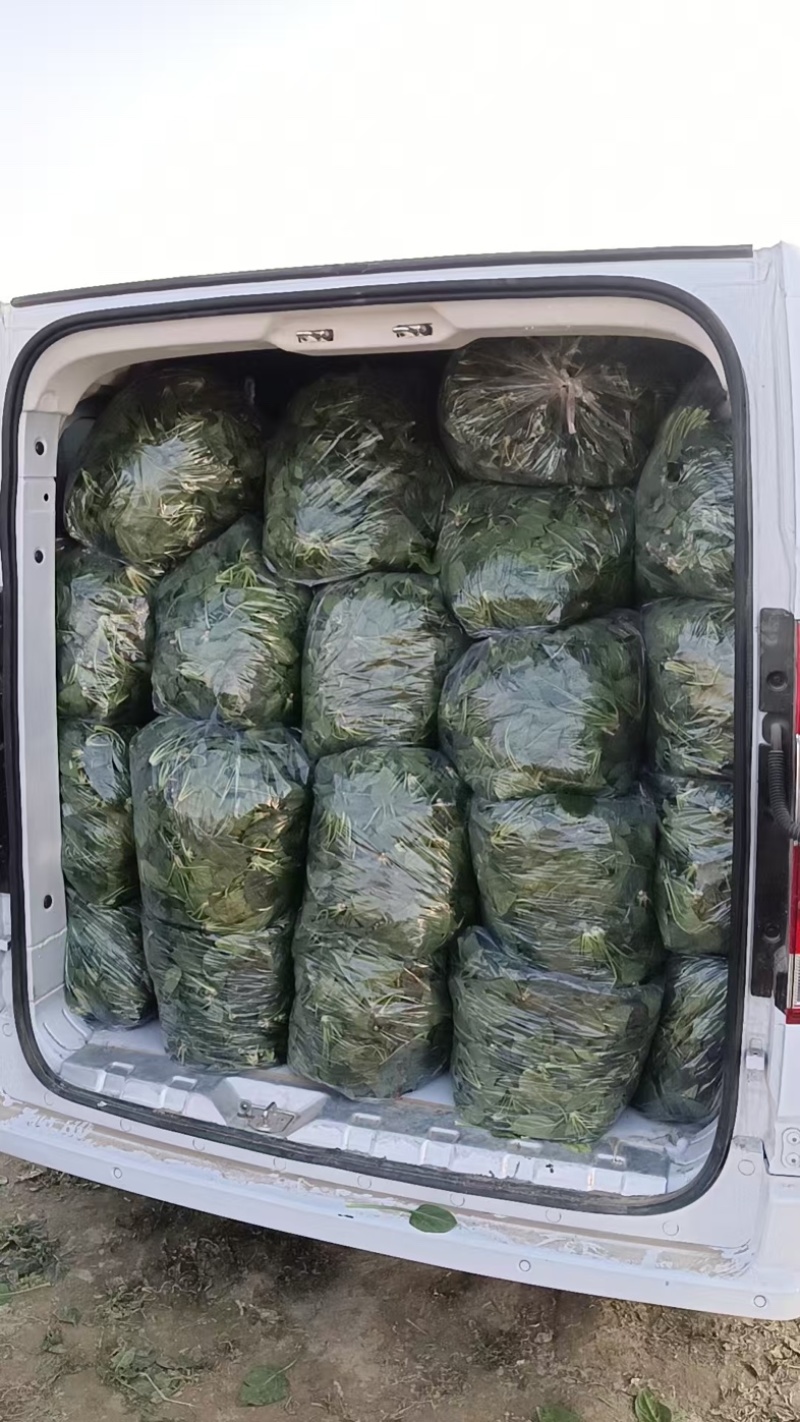 【热门】山东单县大叶菠菜菠菜大量有货全国可发