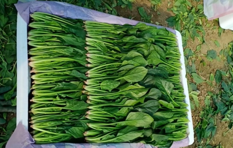 【实力】大叶菠菜菠菜扎捆菠菜散框大捆菠菜