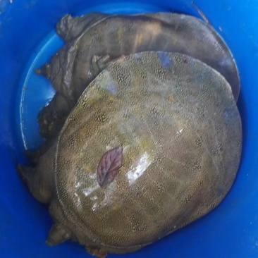 水库甲鱼，