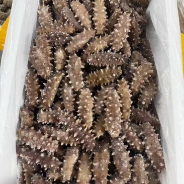 大连即食海参品质保证