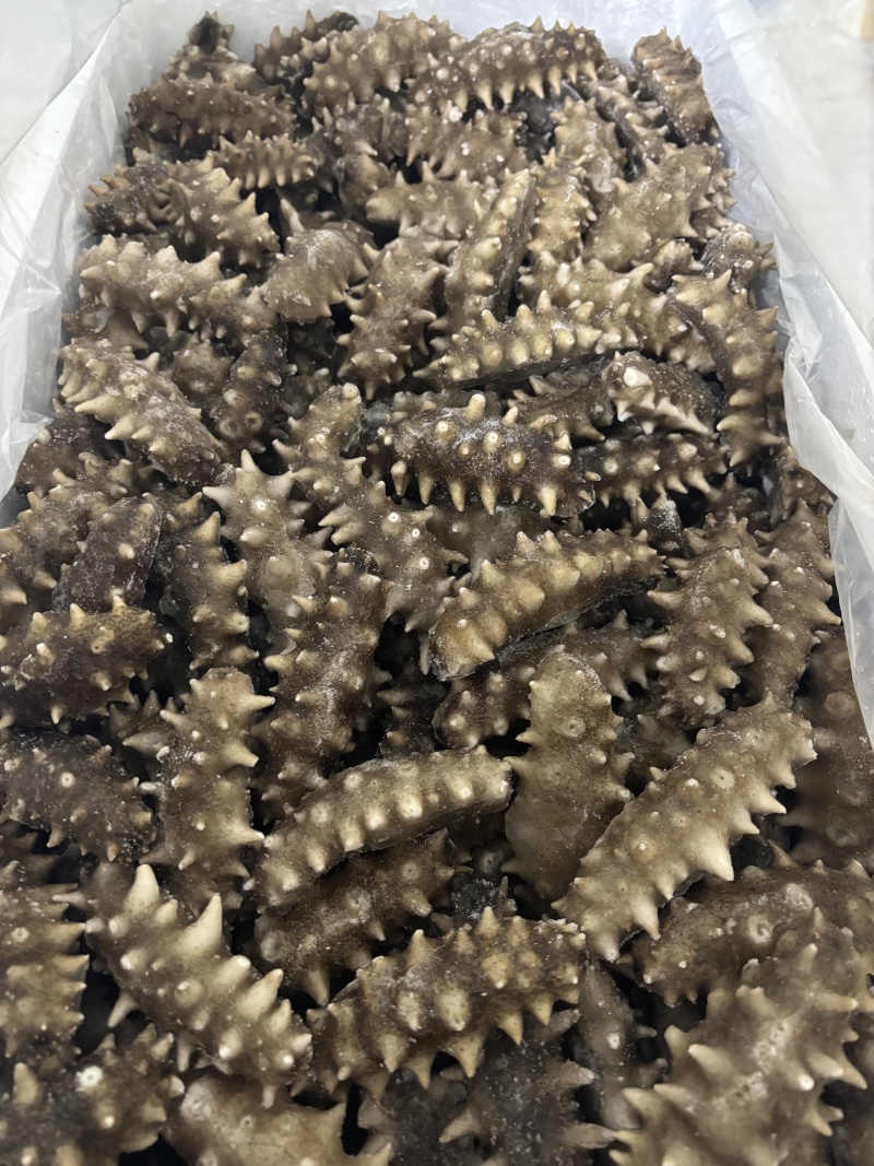 大连即食海参品质保证