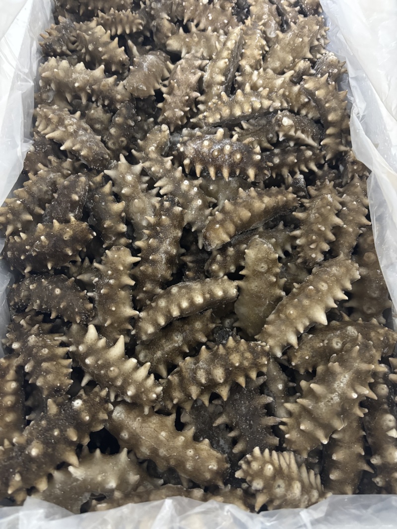 大连即食海参品质保证