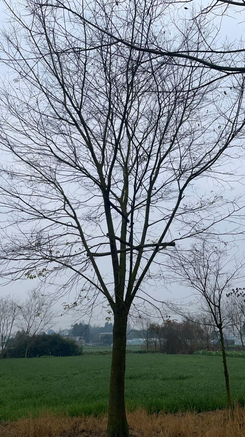 朴树