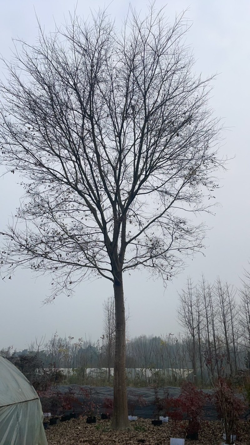 朴树