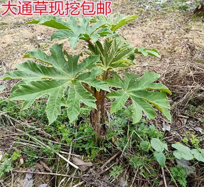 大通草苗通花苗量大从优带叶发货