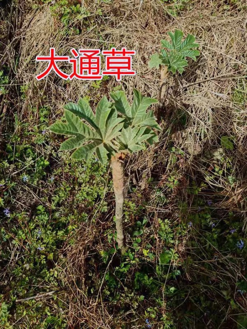 大通草苗通花苗量大从优带叶发货