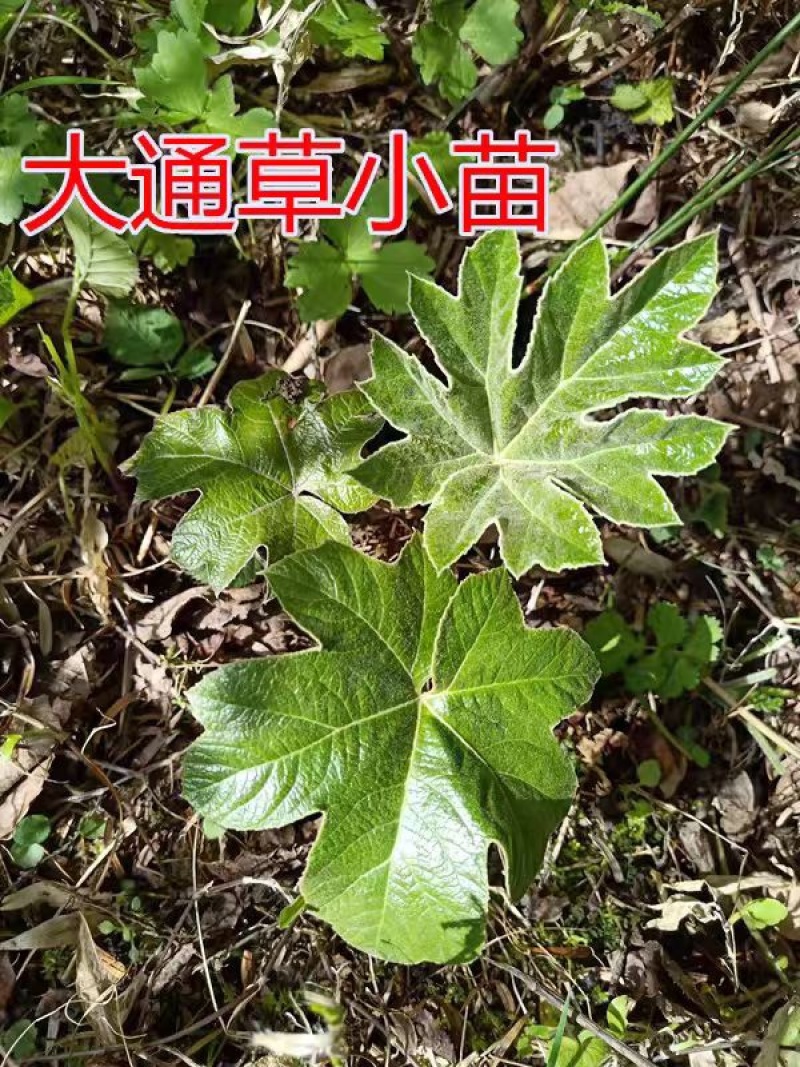 大通草苗通花苗量大从优带叶发货