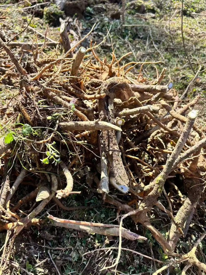 大通草苗通花苗量大从优带叶发货