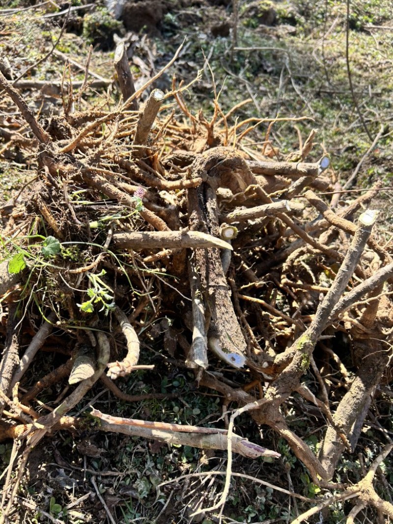 大通草苗通花苗量大从优带叶发货