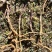 大通草苗通花苗量大从优带叶发货