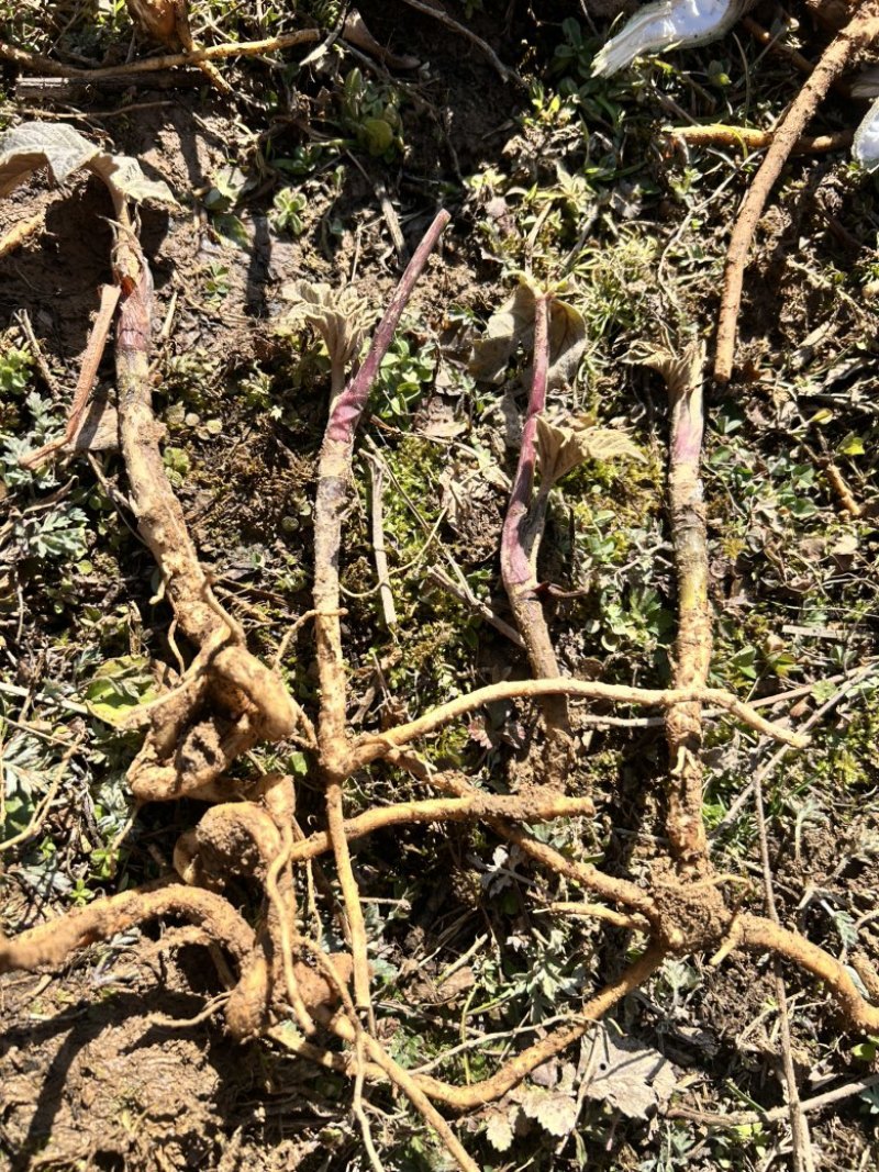 大通草苗通花苗量大从优带叶发货