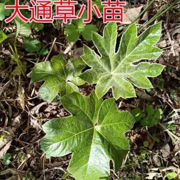 大通草苗通花苗量大从优带叶发货