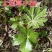 大通草苗通花苗量大从优带叶发货