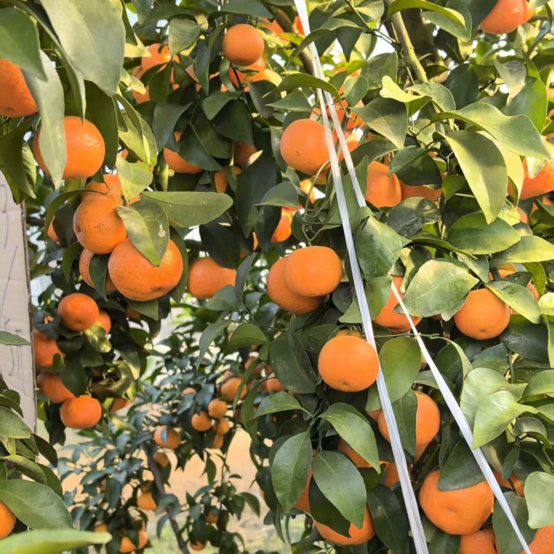 沙糖桔
