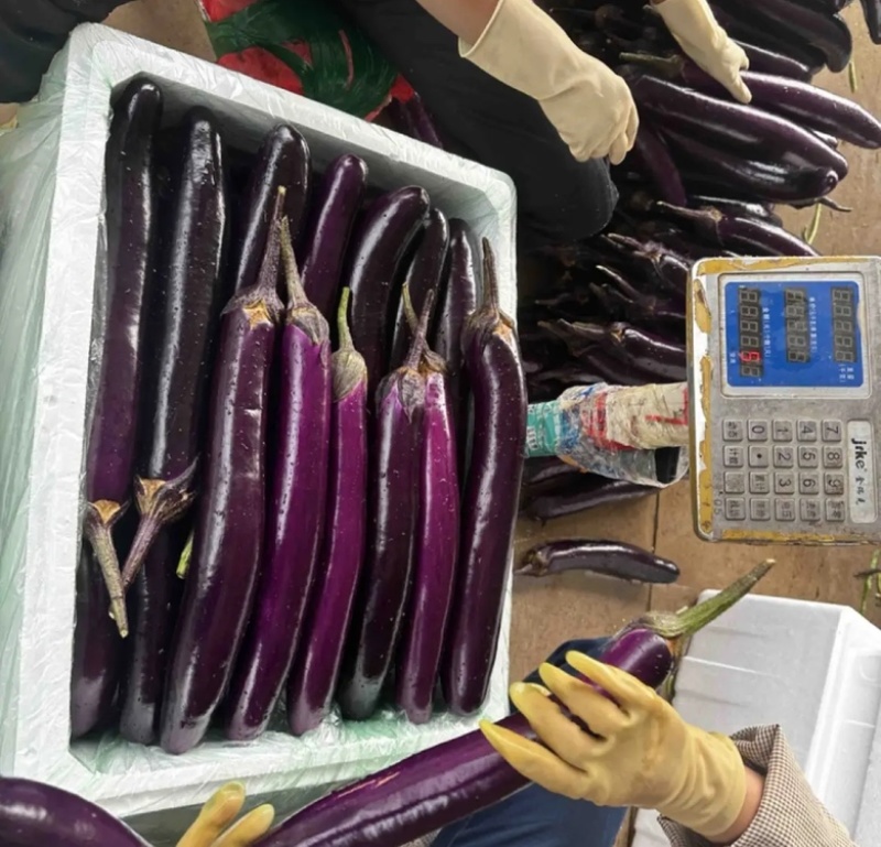 云南茄子工厂货电商货价格便宜需要的老板咨询