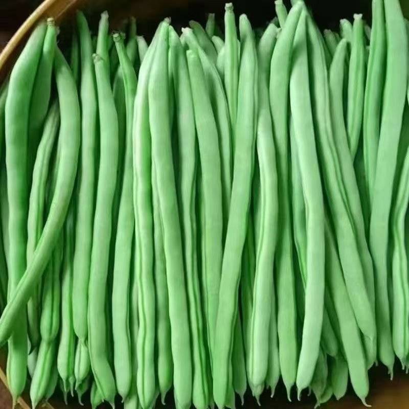 小金豆，四季豆