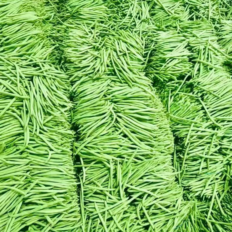 小金豆，四季豆