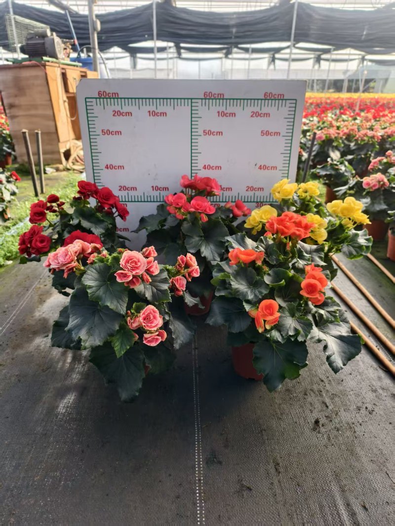 玫瑰海棠年宵花开花观赏性花卉绿植盆栽好物玫瑰海棠年宵花开