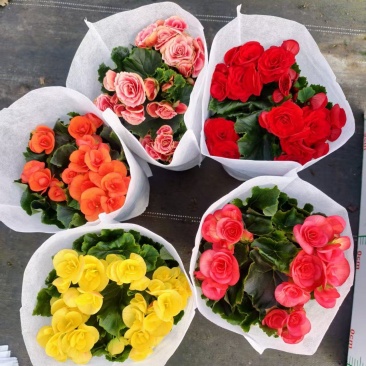 玫瑰海棠年宵花开花观赏性花卉绿植盆栽好物玫瑰海棠年宵花开
