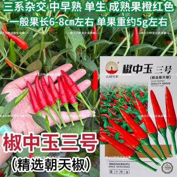 椒中玉二号辣椒种子大果朝天椒种南北方云南热销椒中玉朝天椒