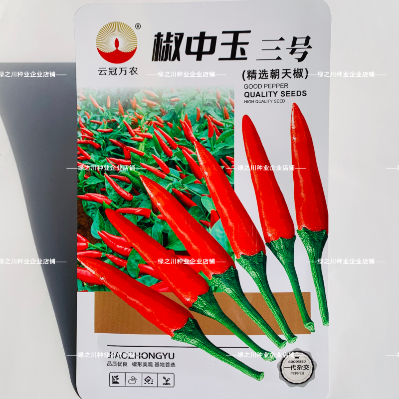 椒中玉二号辣椒种子大果朝天椒种南北方云南热销椒中玉朝天椒