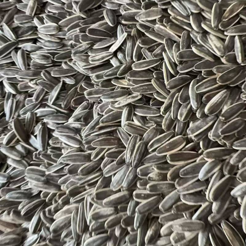 瓜子新货大批量现货
