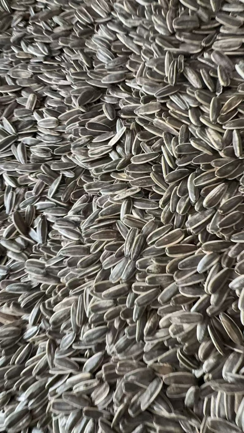瓜子新货大批量现货