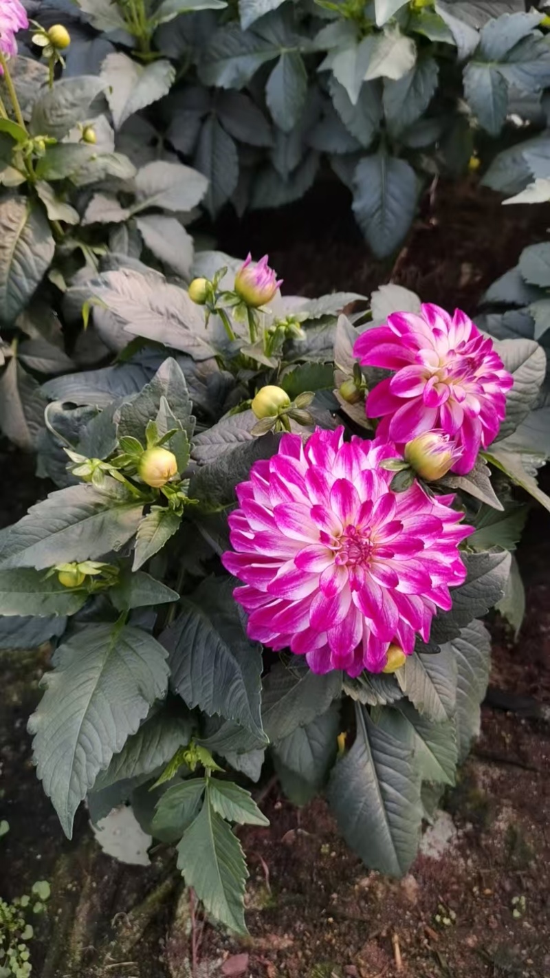 大丽花观赏性花卉盆栽小丽花观赏性花卉盆栽好物易养护
