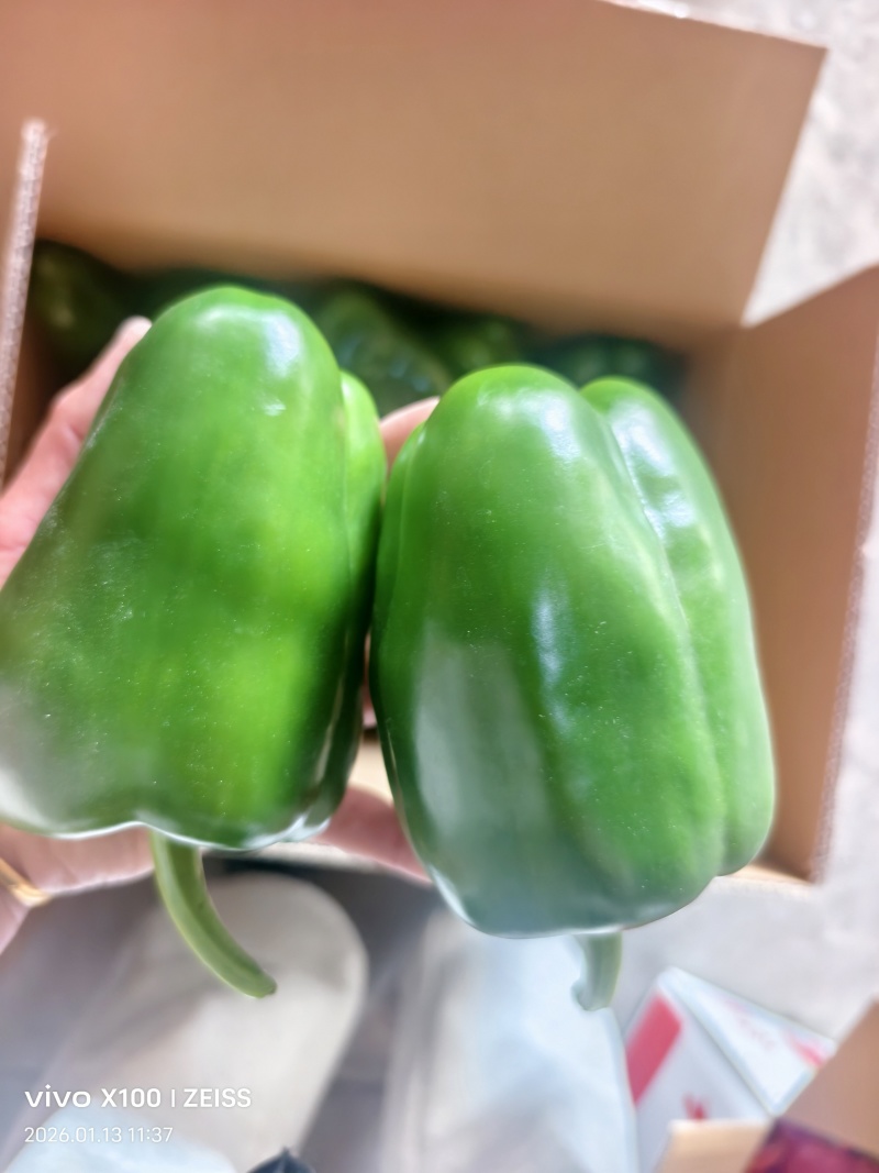 太空椒，青椒，螺丝椒，泡椒等各种辣椒，保质保量，货源充足