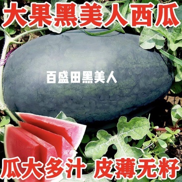 百盛田大果黑美人易授粉含糖高耐储运果皮韧性好