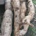 野生柴葛粉