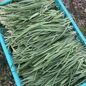 【推荐】广西贺州精品韭菜