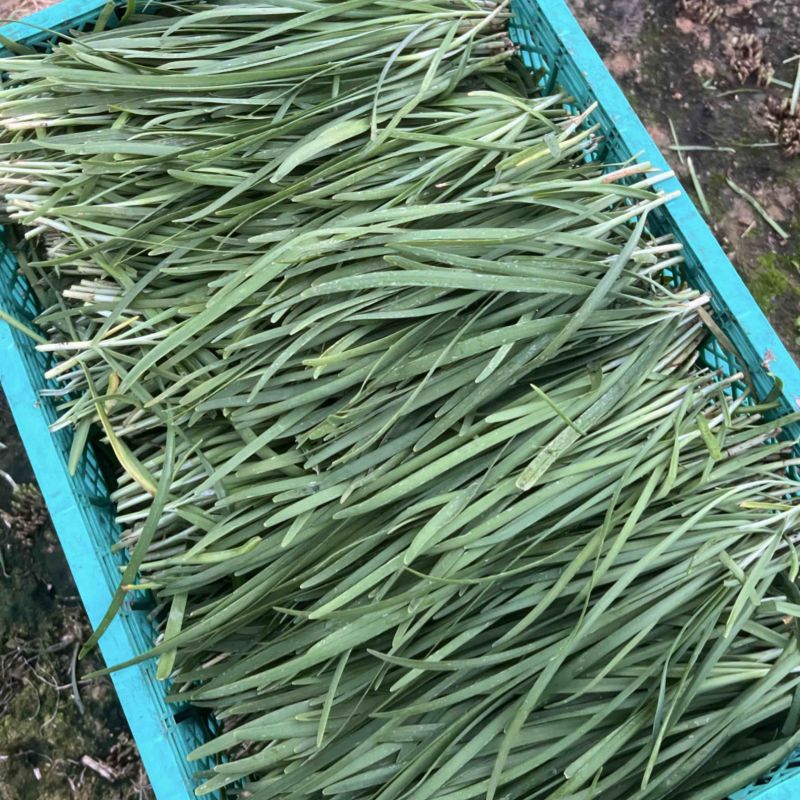 【推荐】广西贺州精品韭菜