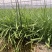 【推荐】广西贺州精品韭菜
