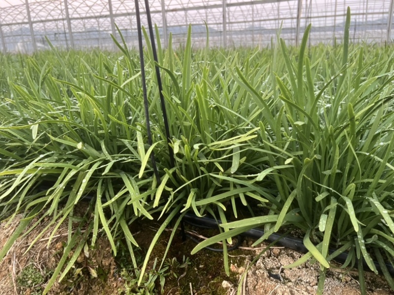 【推荐】广西贺州精品韭菜