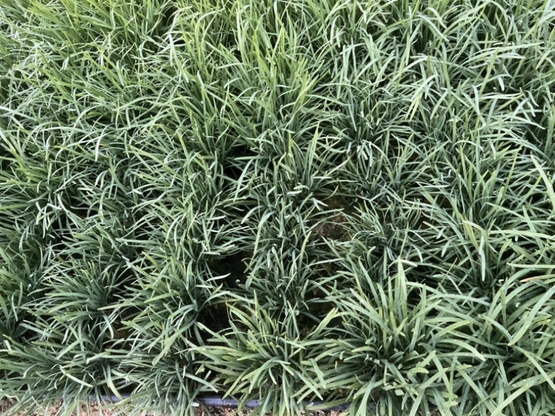 【推荐】广西贺州精品韭菜