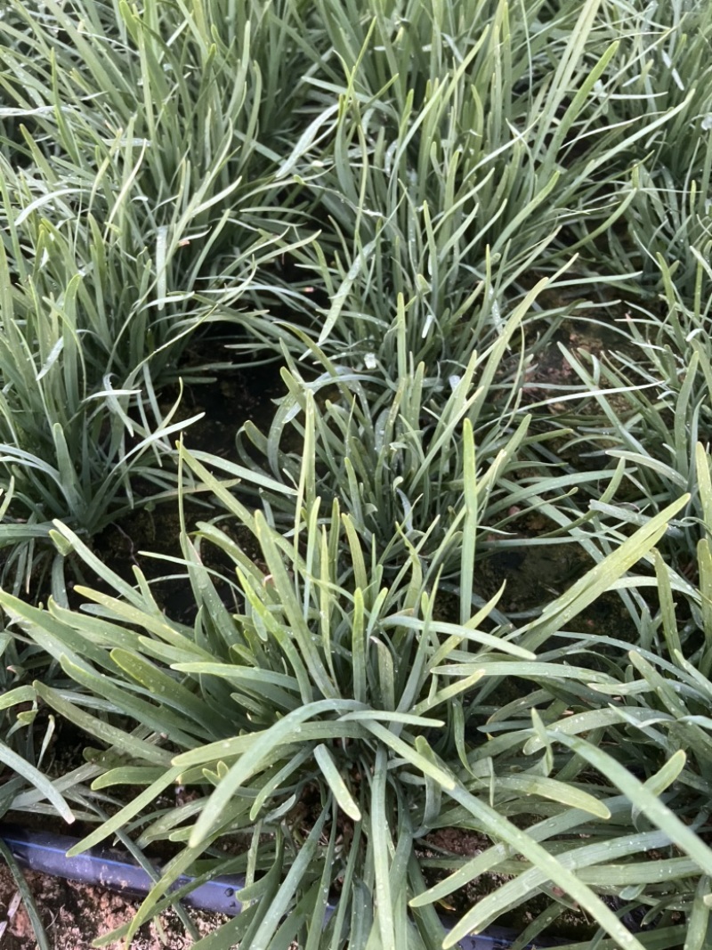 【推荐】广西贺州精品韭菜