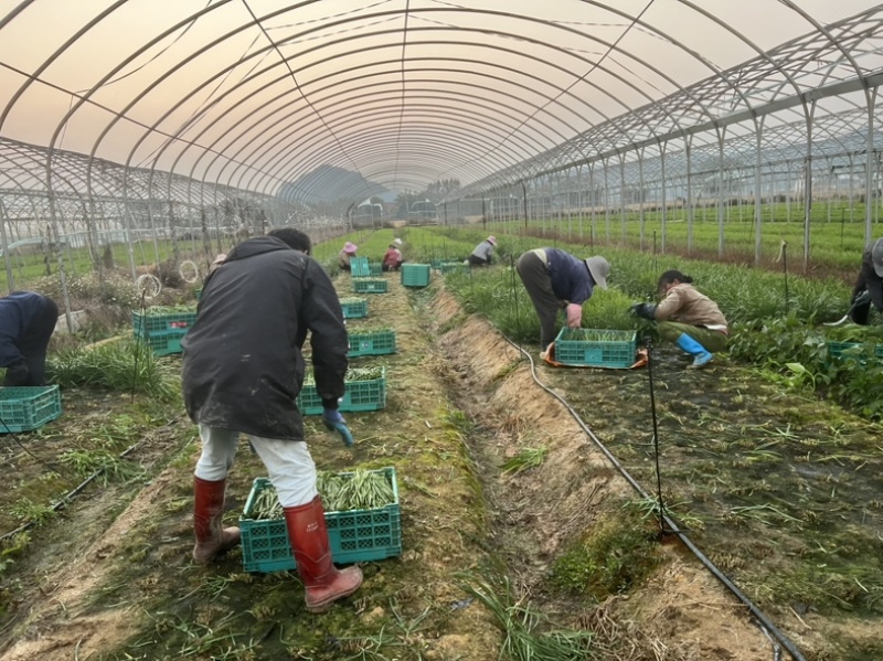 【推荐】广西贺州精品韭菜