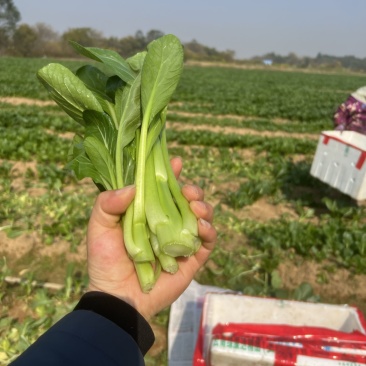 【推荐】广西油菜苔