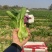 【推荐】广西油菜苔