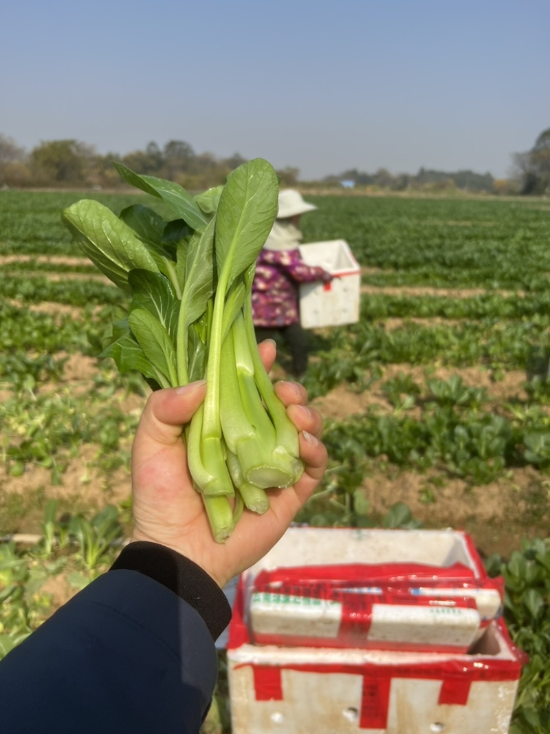 【推荐】广西油菜苔