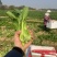 【推荐】广西油菜苔